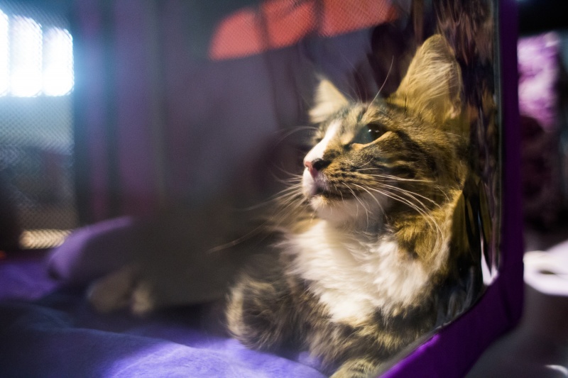 "Зважений і пухнастий": кіт Кекс виграв битву гігантів на виставці в Києві